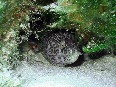 Spotted Moray Being Cleaned by a Cleaner Shrimp 4