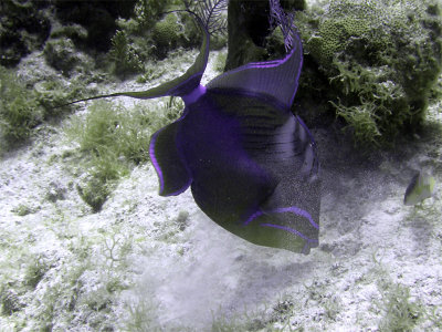 Queen Triggerfish Feeding 2