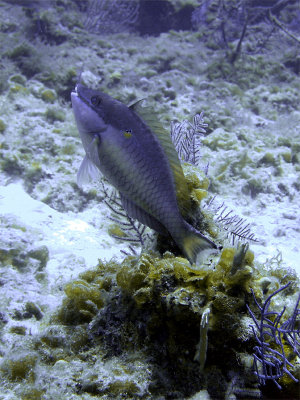 Redband Parrotfish