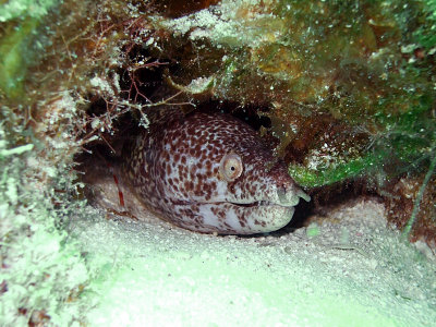 Spotted Moray Being Cleaned by a Cleaner Shrimp 7