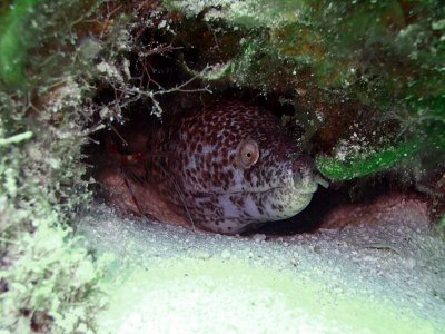 Spotted Moray Being Cleaned by a Cleaner Shrimp 8