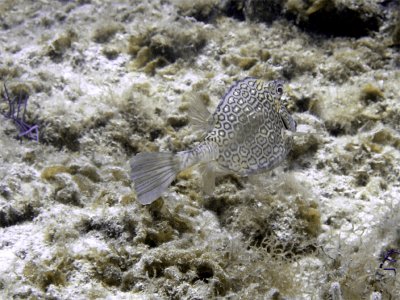 Trunk Fish