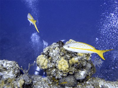 Yellow Tailed Snapper at Chimney