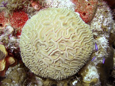 Ball of Coral With Blue Chromis