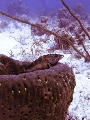 Coral Grouper Resting on Large Spon