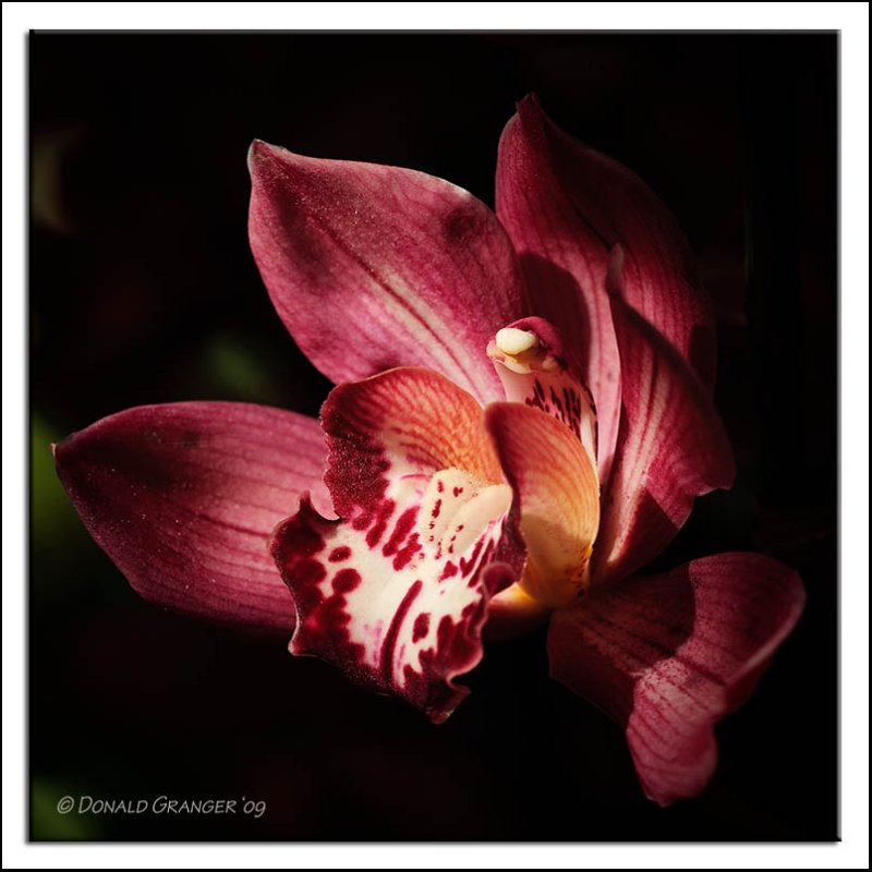 Orchids 02-19-09_13.jpg