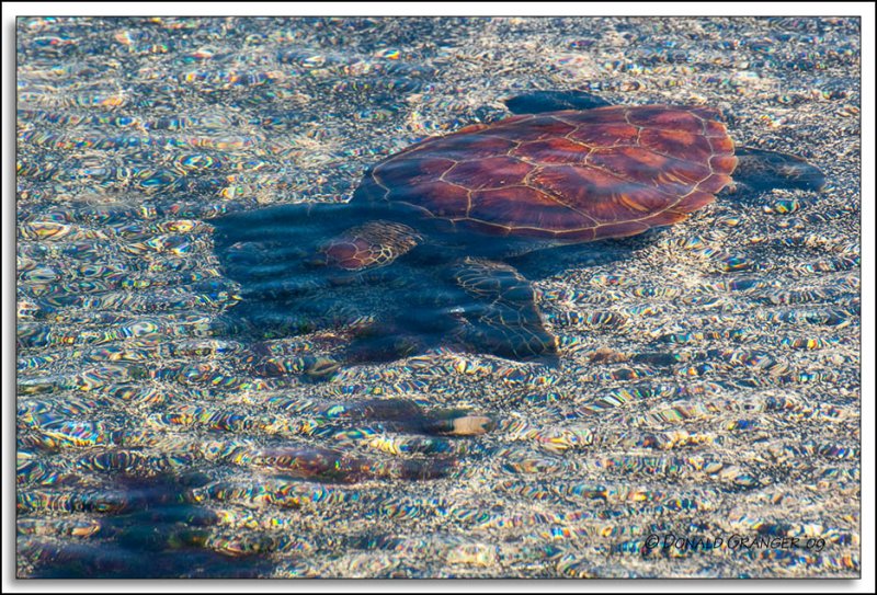 Galapagos 06-22-09_358.jpg