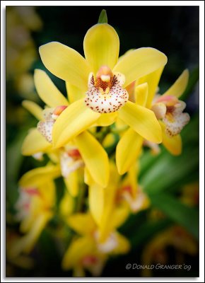 Orchids 02-19-09_00.jpg