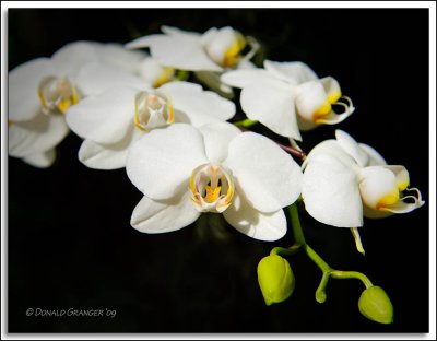 Orchids 02-19-09_02.jpg