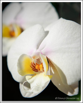 Orchids 02-19-09_04.jpg