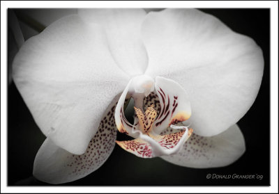 Orchids 02-19-09_24.jpg