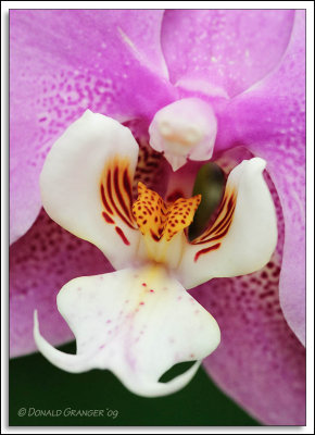 Orchids 02-19-09_26.jpg