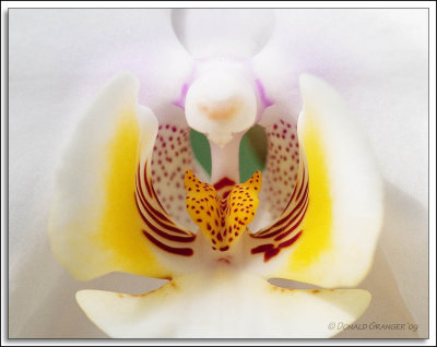 Orchids 02-19-09_28.jpg