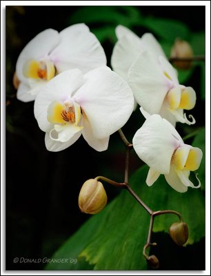 Orchids 02-19-09_44.jpg