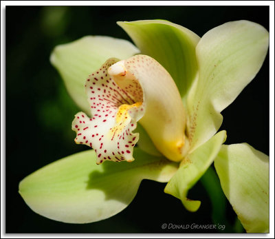 Orchids 02-19-09_51.jpg