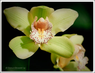 Orchids 02-19-09_58.jpg