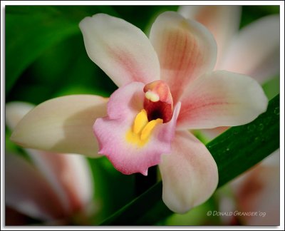 Orchids 02-19-09_66.jpg