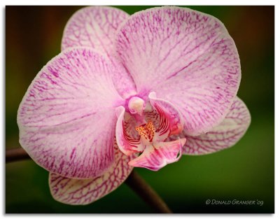 Orchids 2009