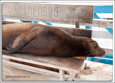 Galapagos 06-20-09_010.jpg