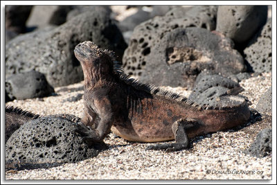 Galapagos 06-21-09_145.jpg