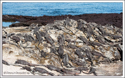 Galapagos 06-22-09_352.jpg