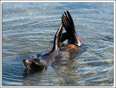 Galapagos 06-22-09_359.jpg