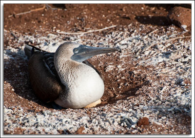 Galapagos 06-23-09_562.jpg