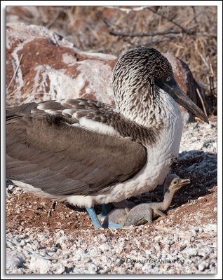 Galapagos 06-23-09_606.jpg