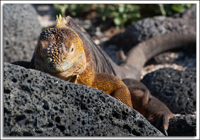 Galapagos 06-23-09_659.jpg