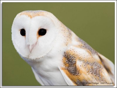 Raptor-Rehab_011.jpg