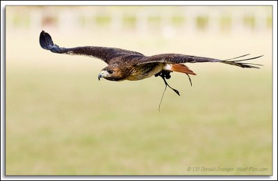 Raptor-Rehab_025.jpg