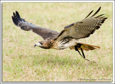 Raptor-Rehab_035.jpg