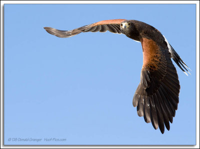 Raptor-Rehab_069.jpg