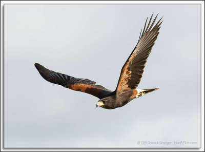 Raptor-Rehab_086.jpg
