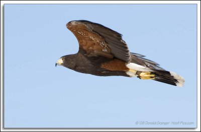Raptor-Rehab_087.jpg