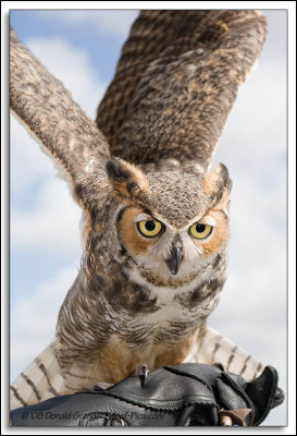 Raptor-Rehab_122.jpg