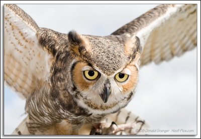 Raptor-Rehab_123.jpg