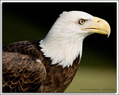 Raptor-Rehab_138.jpg