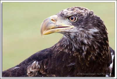 Raptor-Rehab_156.jpg