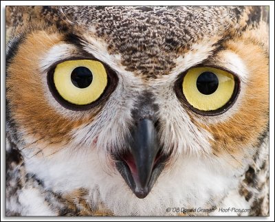 Raptor-Rehab_196.jpg
