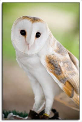 Raptor-Rehab_203.jpg