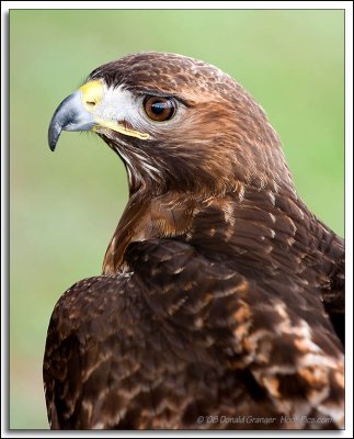 Raptor-Rehab_209.jpg