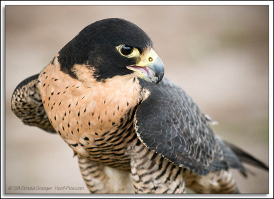 Raptor-Rehab_234.jpg