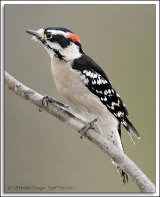 Downy Woodpecker D3N_1356.jpg