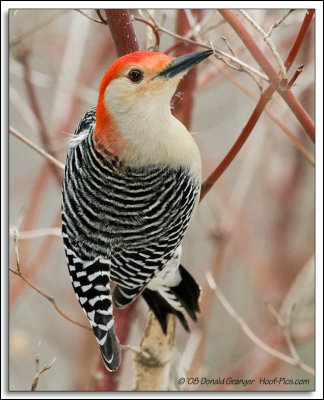Red Bellied Woodpecker D3N_1337.jpg