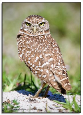 Burrow-Owl_24.jpg