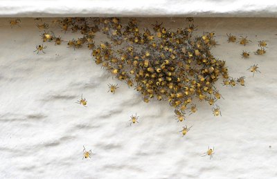 Baby spiders at home - IMG_0492.jpg