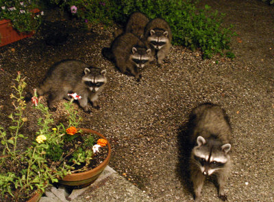 Major raccoonage this year! - IMG_0640.jpg