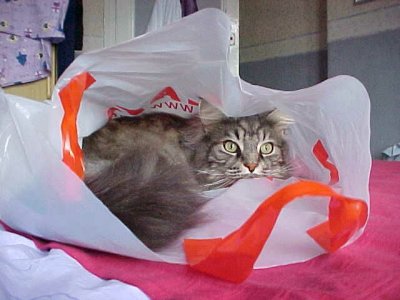 bagged-cat.jpg