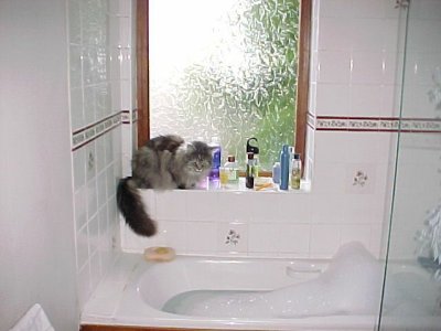 cat-bath1.jpg